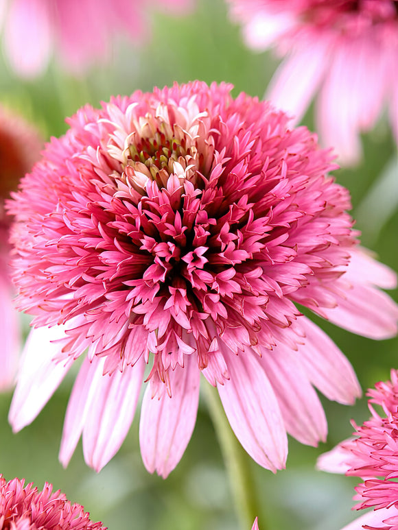 Köp Echinacea Butterfly Kisses (Solhatt)