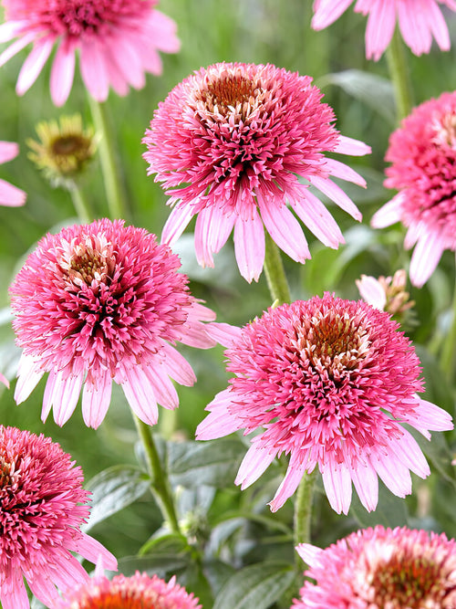 Echinacea Butterfly Kisses (Solhatt)