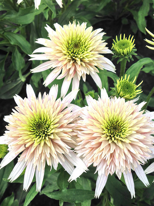 Echinacea Cherry Fluff (Solhatt)