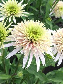 Echinacea Cherry Fluff (Solhatt)