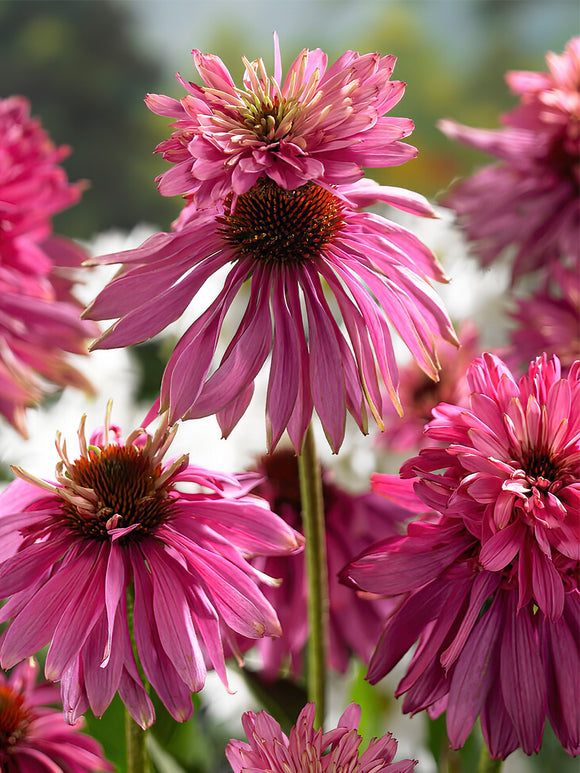 Echinacea Double Decker (Solhatt)