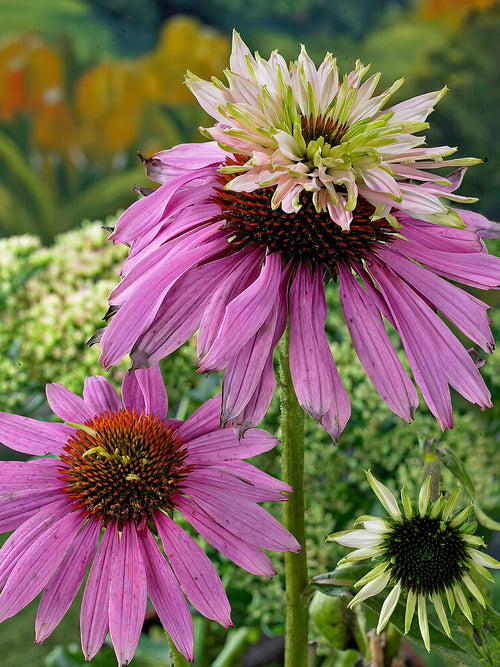 Köp Echinacea Double Decker (Solhatt)