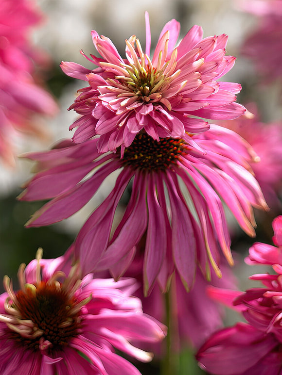 Echinacea Double Decker (Solhatt) Barrotade perenner