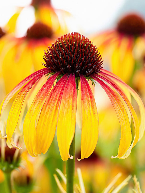 Echinacea Fiery Meadow Mamma (Solhatt)