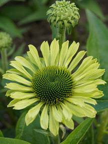 Echinacea Green Jewel (Solhatt)