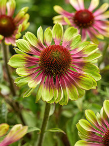 Echinacea Green Twister (Solhatt)