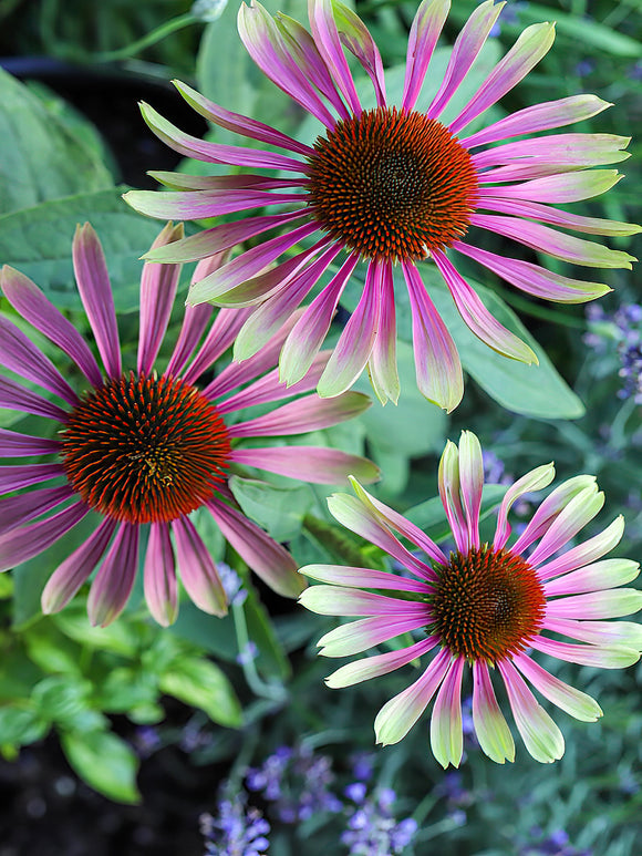 Köp Echinacea Green Twister (Solhatt) Högsta kvalitet