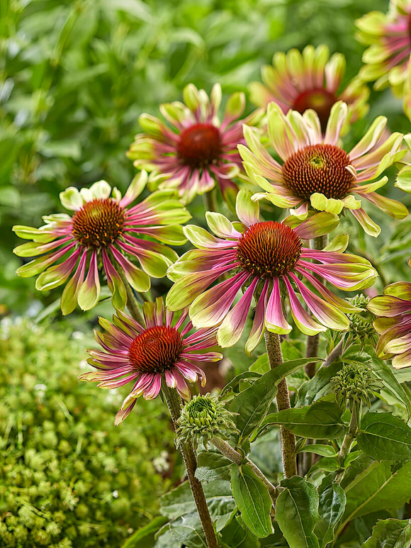 Köp Echinacea Green Twister (Solhatt) | DutchGrown™ Sverige