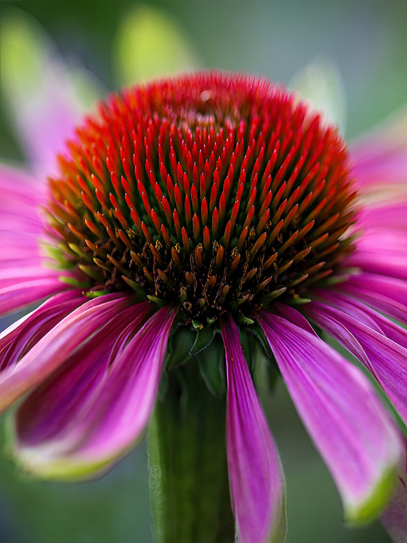 Köp Echinacea Green Twister (Solhatt)