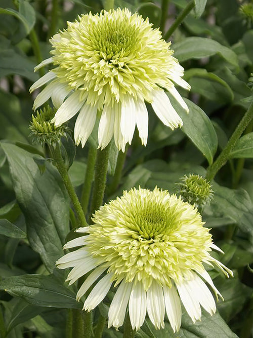 Echinacea Honey Dew (Solhatt) Barrotade perenner