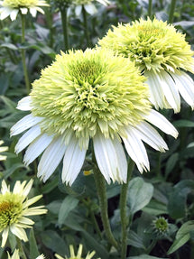 Echinacea Honey Dew (Solhatt)