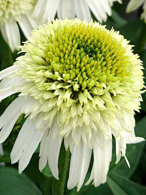 Köp Echinacea Honey Dew (Solhatt)