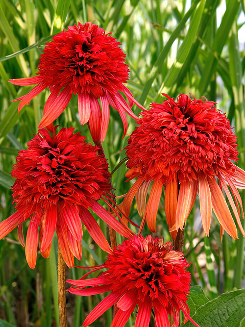 Köp Echinacea Irresistible (Solhatt)