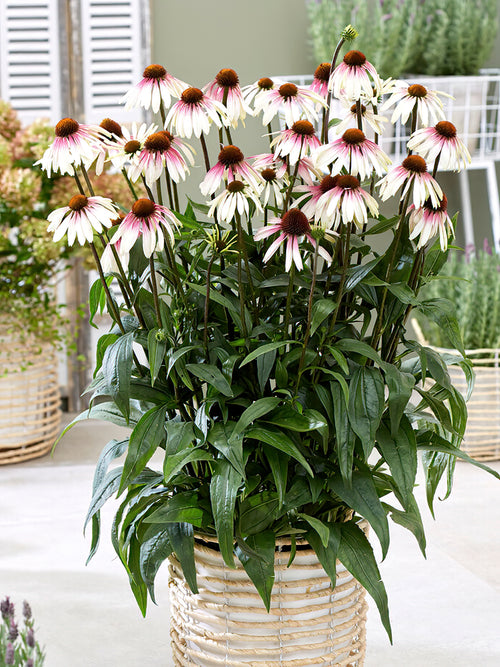 Köp Echinacea Pretty Parasols (Solhatt)