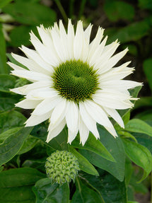 Echinacea Virgin (Solhatt)