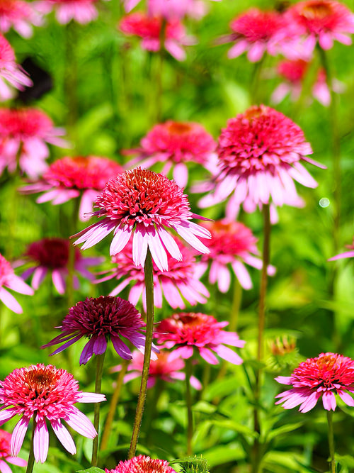 Köp Echinacea Raspberry Truffle (Solhatt)