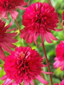 Echinacea Southern Belle (Solhatt)