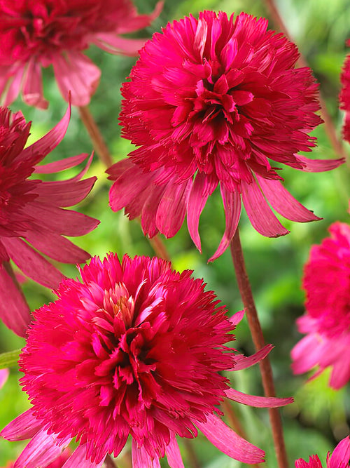 Köp Echinacea Southern Belle (Solhatt)