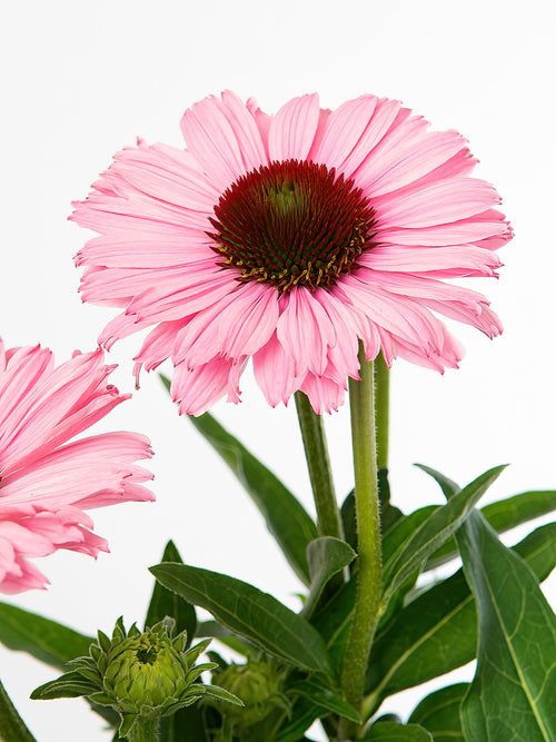 Echinacea Sunseeker Salmon (Solhatt)