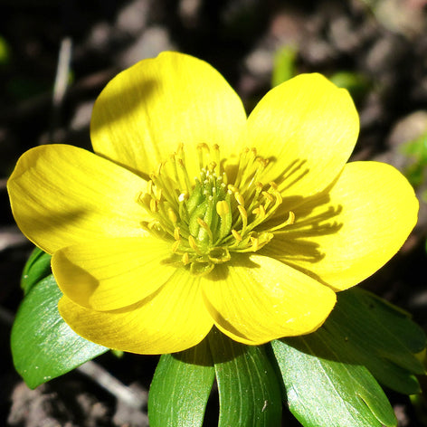 Vinterakonit Köp Eranthis Hyemalis (Vintergäck) | DutchGrown™