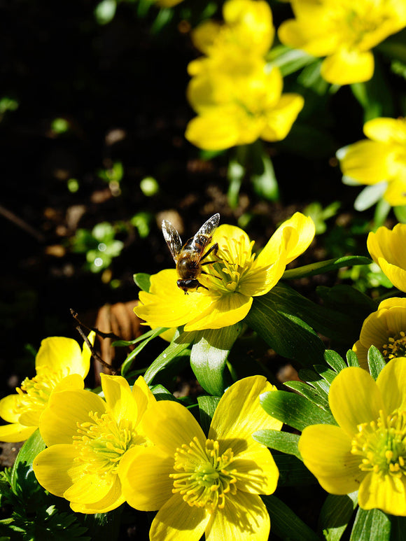 Eranthis Hyemalis (Vintergäck) | DutchGrown™