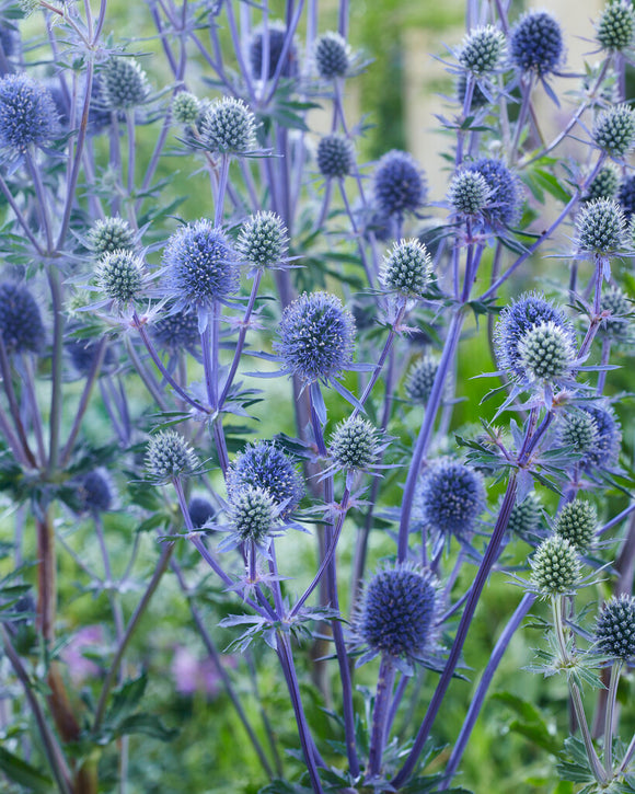 Köp Eryngium Planum av högsta kvalitet från Holland Rysk Martorn
