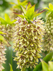 Eucomis	Bicolor (Ananasblomma)