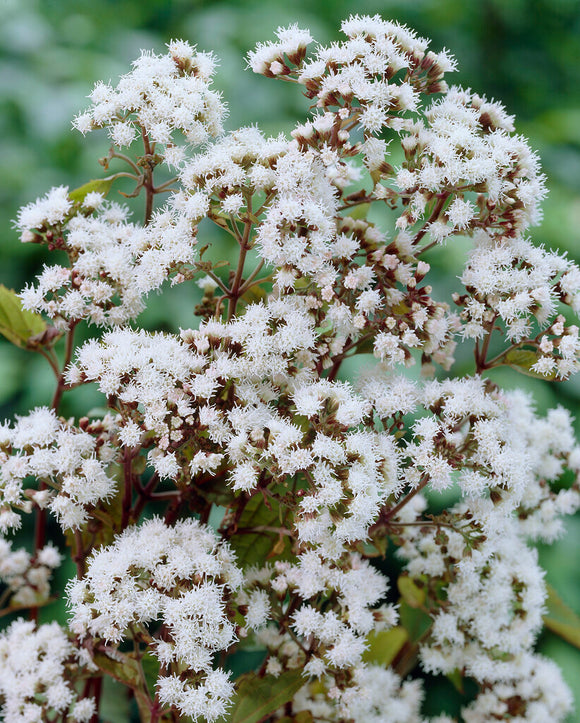 Eupatorium Chocolate (Flockel)