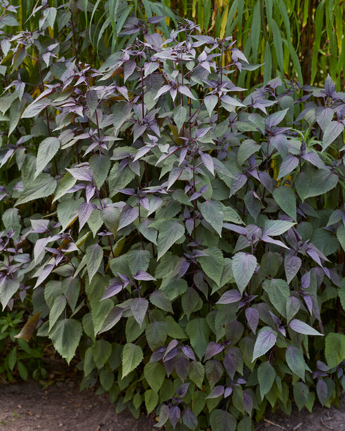 Köp Eupatorium Chocolate (Flockel)