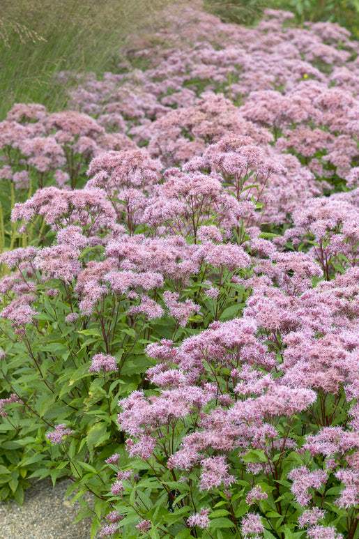 Köp Eupatorium Purple Blush (Flockel)