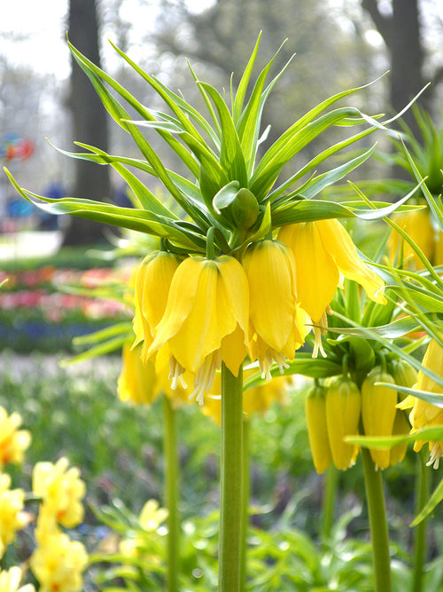 Köp Fritillaria imp. Lutea Maxima | DutchGrown™