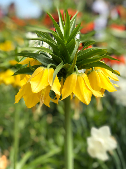Köp Fritillaria imp. Lutea Maxima | Blomsterlökar från DutchGrown™