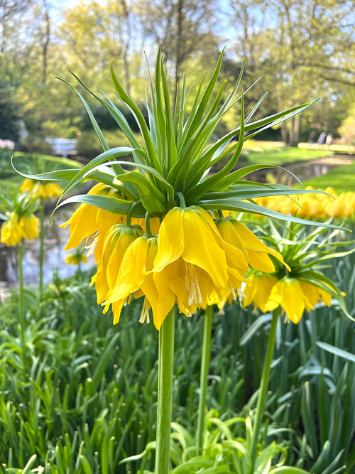Fritillaria imp. Lutea Maxima | Blomsterlökar från DutchGrown™