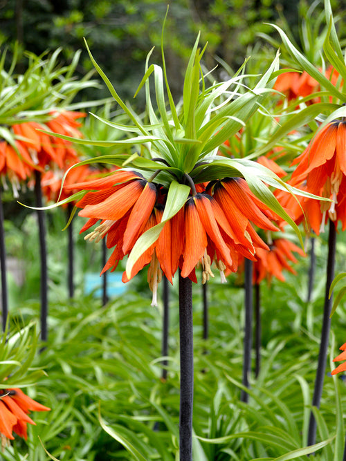 Köp Fritillaria Imperial Rubra Maxima från DutchGrown™