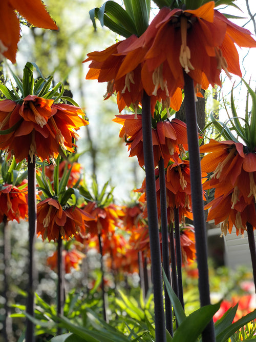 Fritillaria Imperial Rubra Maxima-lökar från DutchGrown™