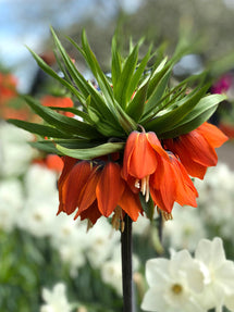 Fritillaria imp. Rubra Maxima - Rosso corona imperiale