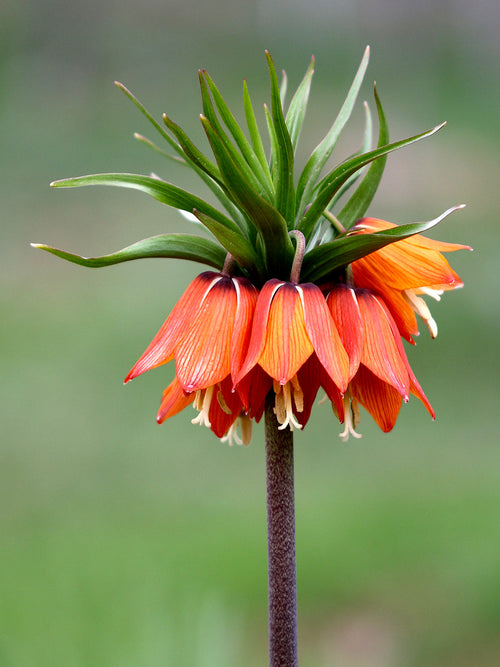 Köp Fritillaria Imperial Rubra Maxima-lökar | DutchGrown™