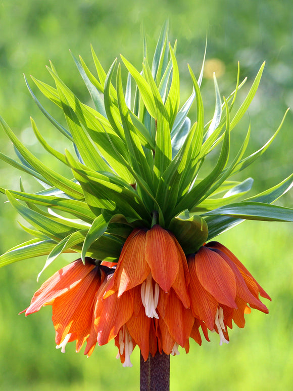 Köp Fritillaria Imperial Rubra Maxima-lökar | DutchGrown™