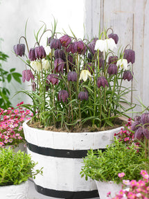 Fritillaria Meleagris (Kungängslilja)