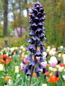 Fritillaria Persica (Persisk lilja)