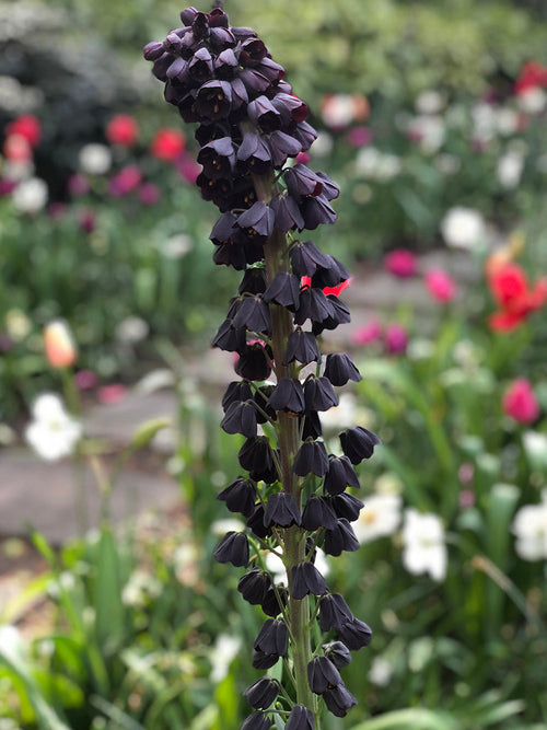 Köp Fritillaria Persica (Persisk lilja) blomsterlökar | DutchGrown™