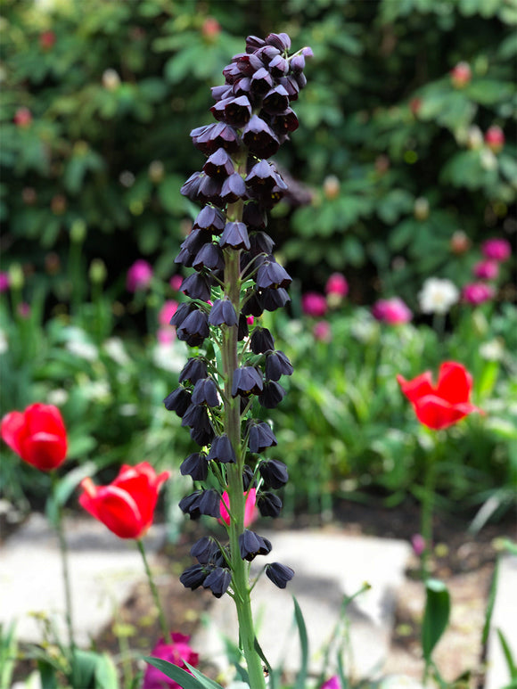Köp Fritillaria Persica (Persisk lilja) från DutchGrown™