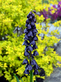 Fritillaria Purple Dynamite