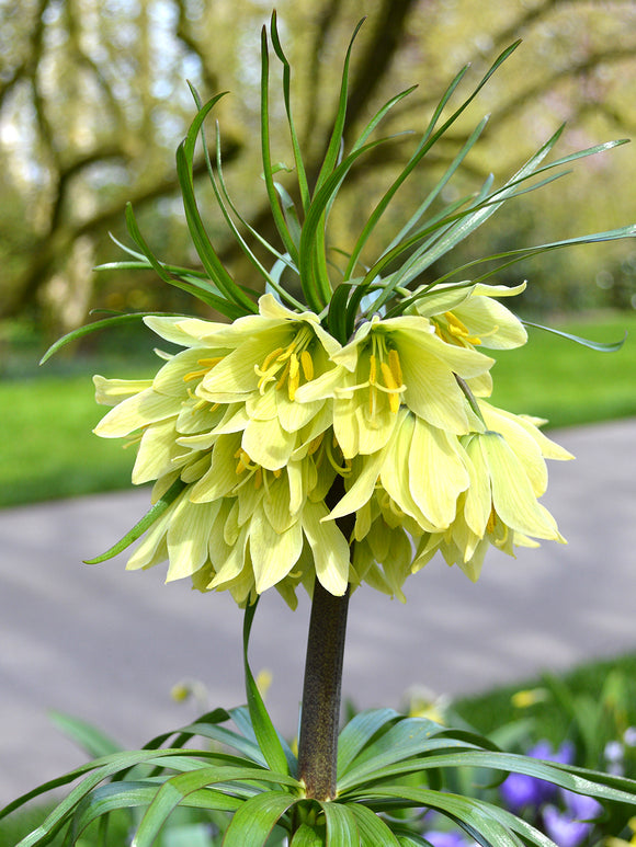 Köp Fritillaria Raddeana blomsterlökar | DutchGrown™