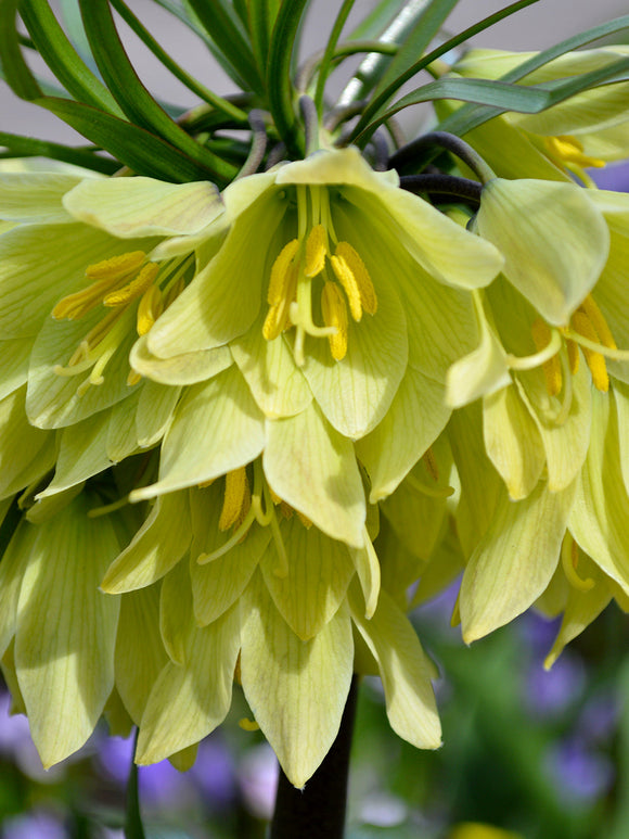 Fritillaria Raddeana blomsterlökar | DutchGrown™