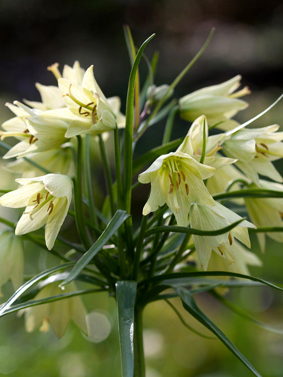 Köp Fritillaria Raddeana | DutchGrown™