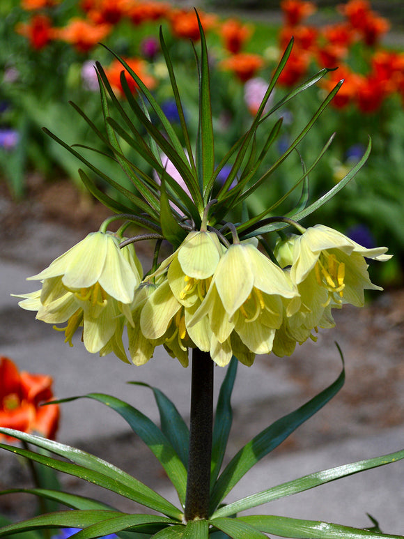 Köp Fritillaria Raddeana | DutchGrown™