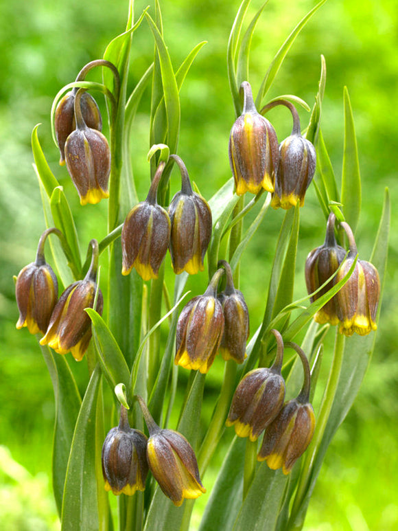 Köp Fritillaria Uva-Vulpis (Grå klocklilja) | DutchGrown™