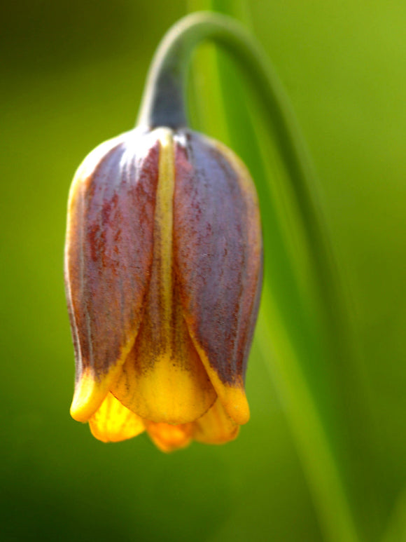 Köp Fritillaria Uva-Vulpis (Grå klocklilja) | DutchGrown™