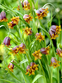 Fritillaria Uva-Vulpis (Grå klocklilja)